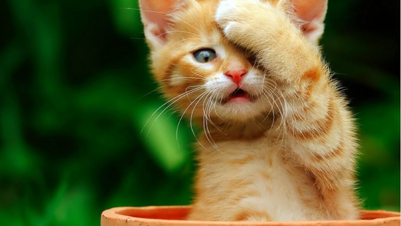fonds d'écran de chats mignons téléchargement gratuit,chat,moustaches,chats de petite à moyenne taille,félidés,museau