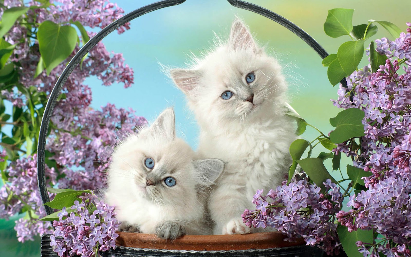 cute cats wallpapers free download,cat,mammal,vertebrate,small to medium sized cats,felidae