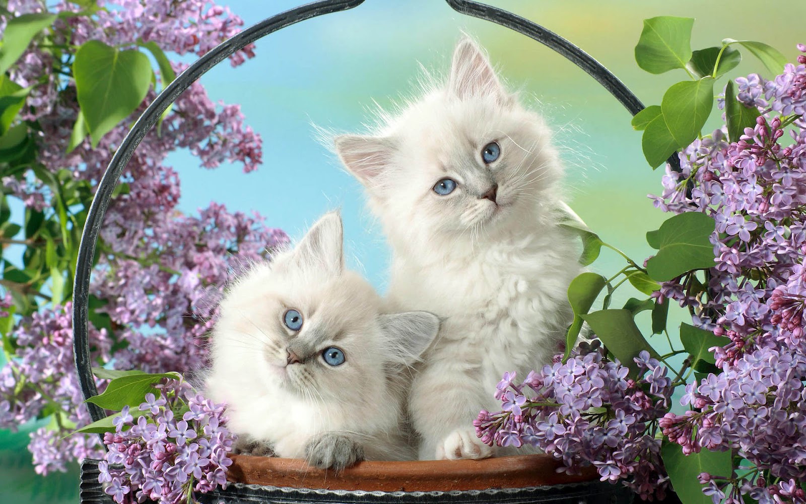 かわいい猫の壁紙無料ダウンロード ネコ 中型から中型の猫 ネコ科 ひげ 子猫 Wallpaperuse かわいい猫の壁紙無料ダウンロード ネコ 中型から中型の猫 ネコ科 ひげ 子猫 Wallpaperuse