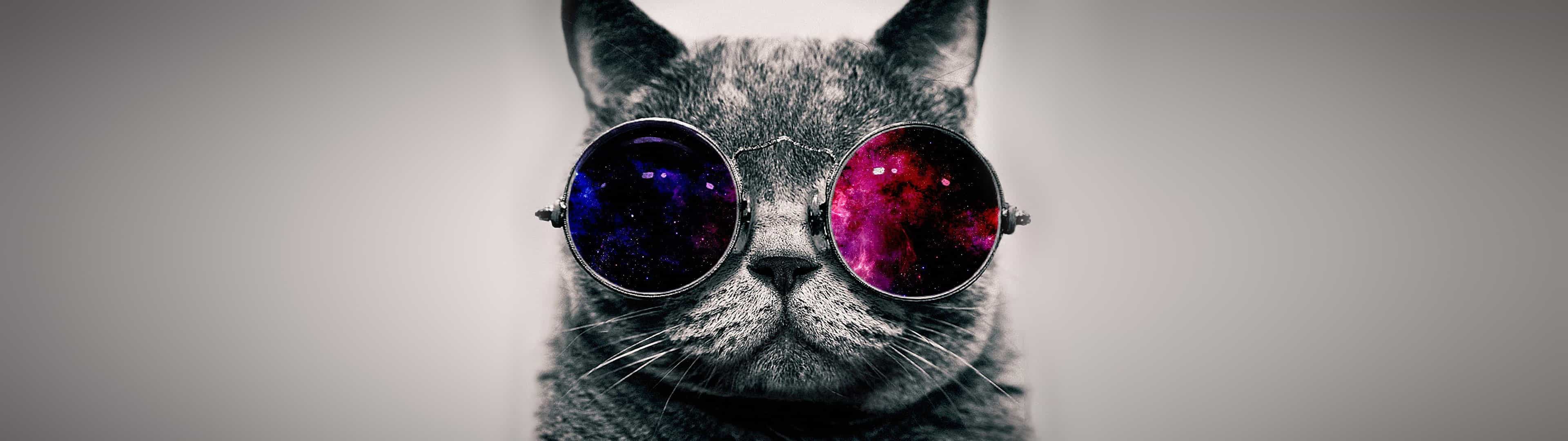 carta da parati gatto con occhiali da sole,occhiali,gatto,occhiali da sole,bicchieri,felidae