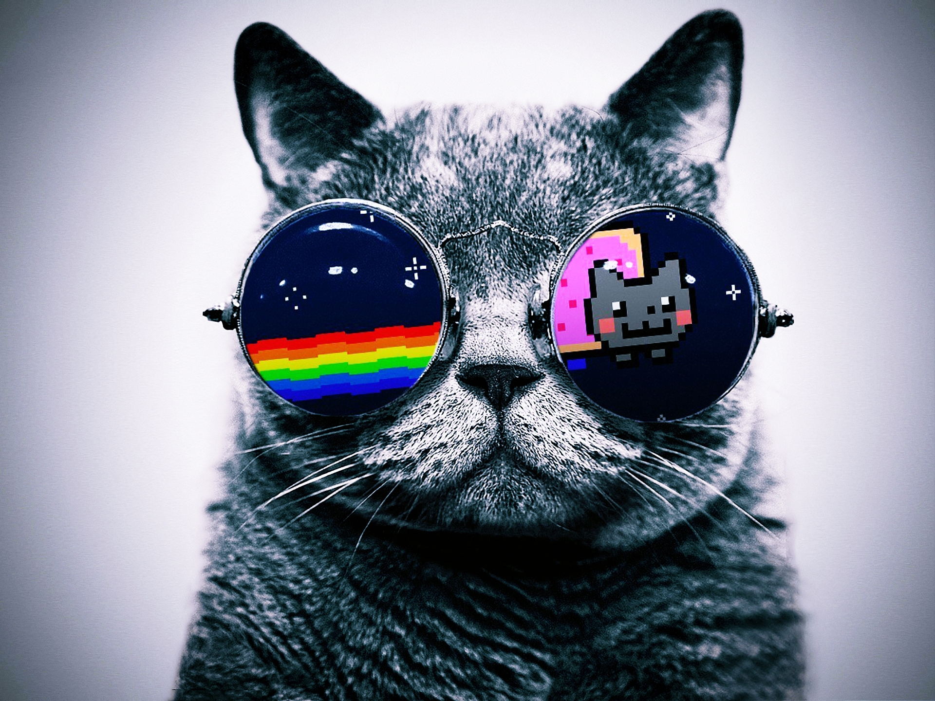 cat with sunglasses wallpaper,eyewear,cat,glasses,felidae,whiskers