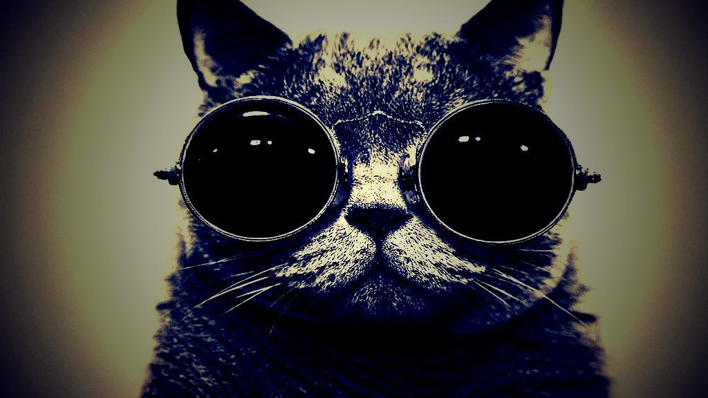 선글라스와 고양이 벽지,안경,고양이,안경,색안경,구레나룻