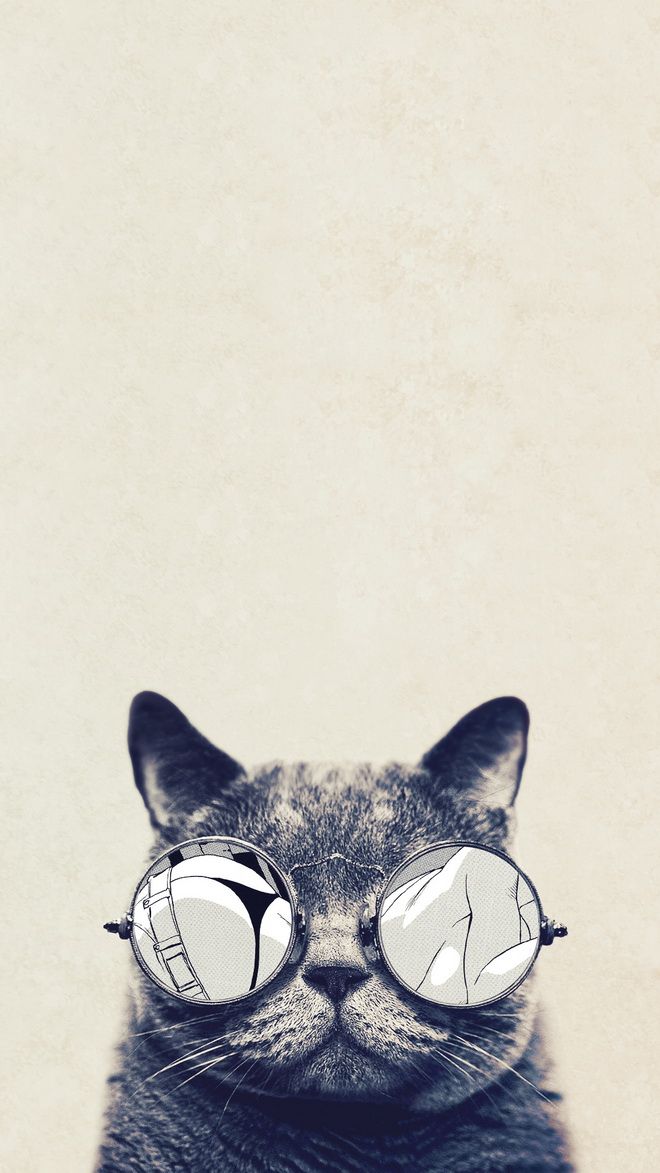 carta da parati gatto con occhiali da sole,felidae,barba,grugno,gatto,disegno