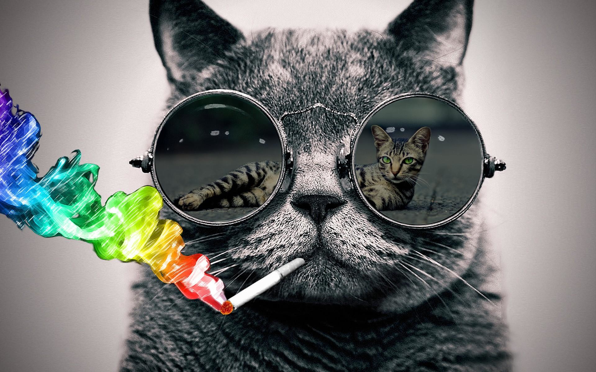 cat with sunglasses wallpaper,eyewear,glasses,cat,sunglasses,whiskers