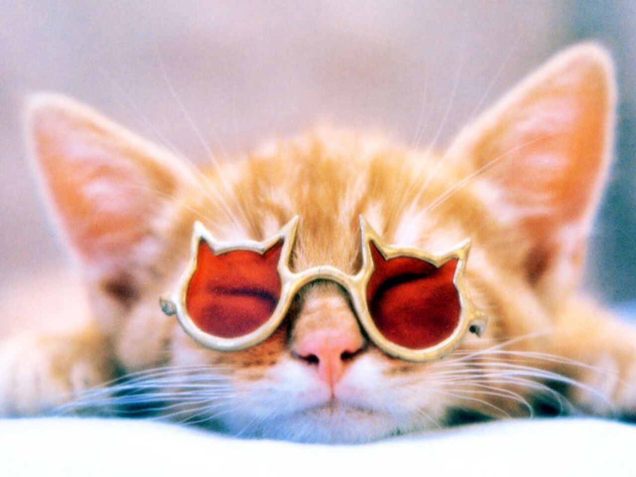 katze mit sonnenbrille tapete,katze,schnurrhaare,kleine bis mittelgroße katzen,brillen,felidae