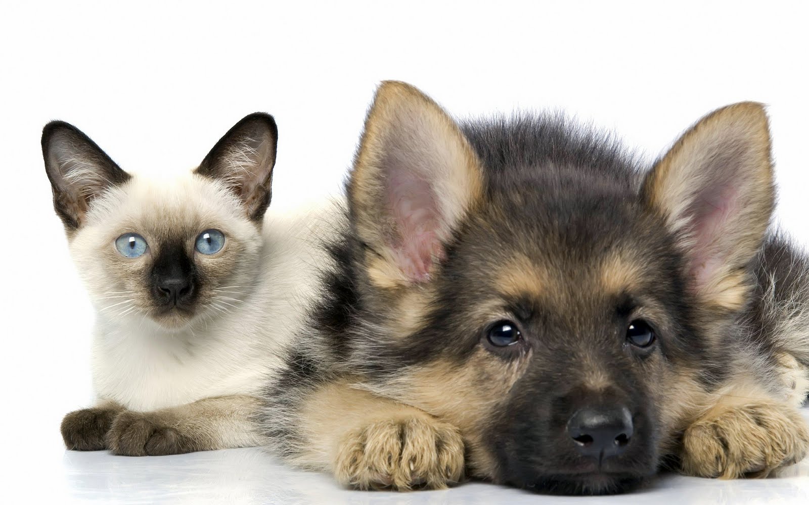 fond d'écran mignon chien et chat,chien,chiot,chien de race berger allemand,chat,félidés