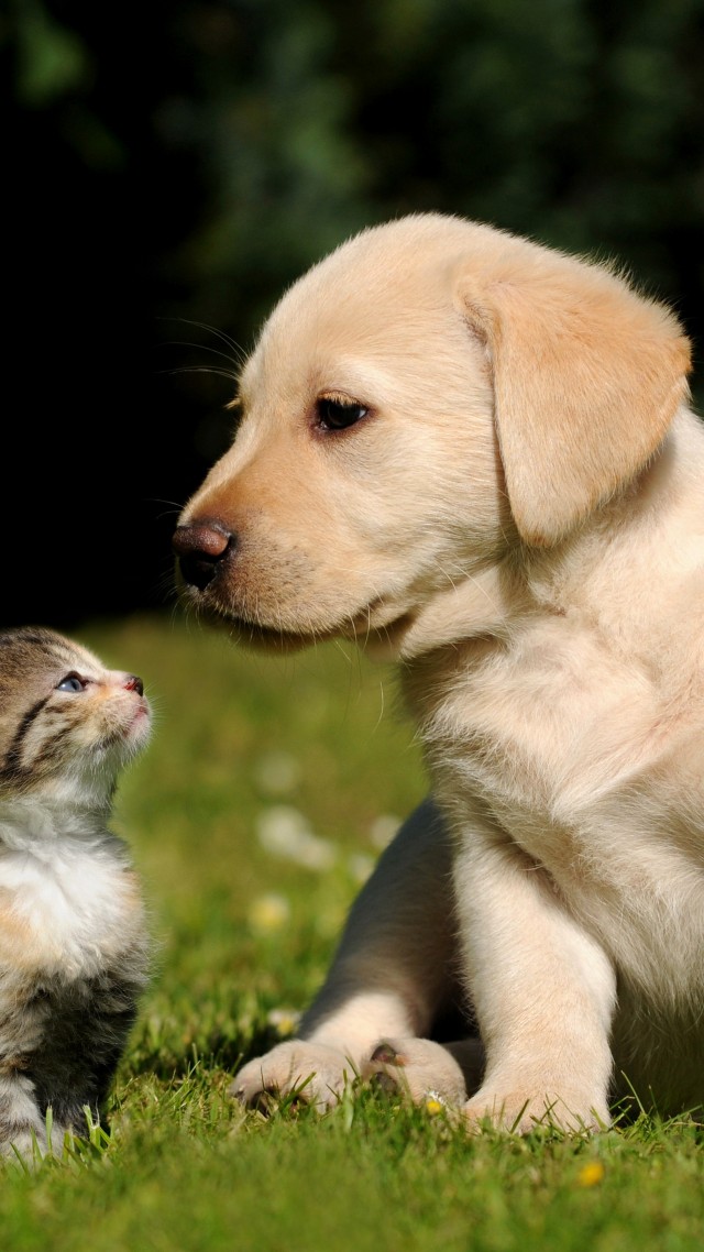 niedliche hund und katze tapete,hund,hündchen,begleithund,golden retriever,labrador retriever