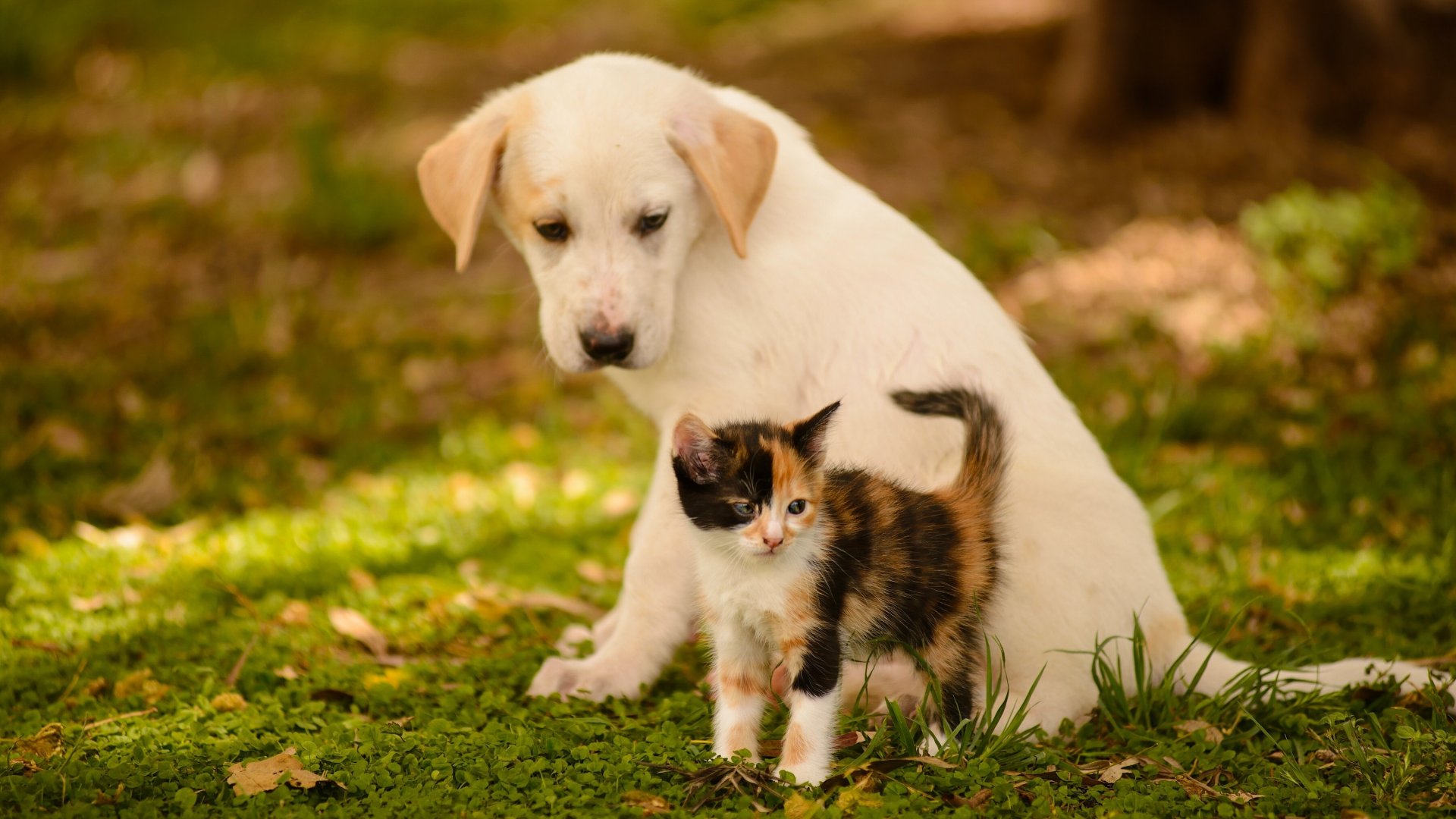 かわいい犬と猫の壁紙,犬,子犬,コンパニオンドッグ,ネコ,草