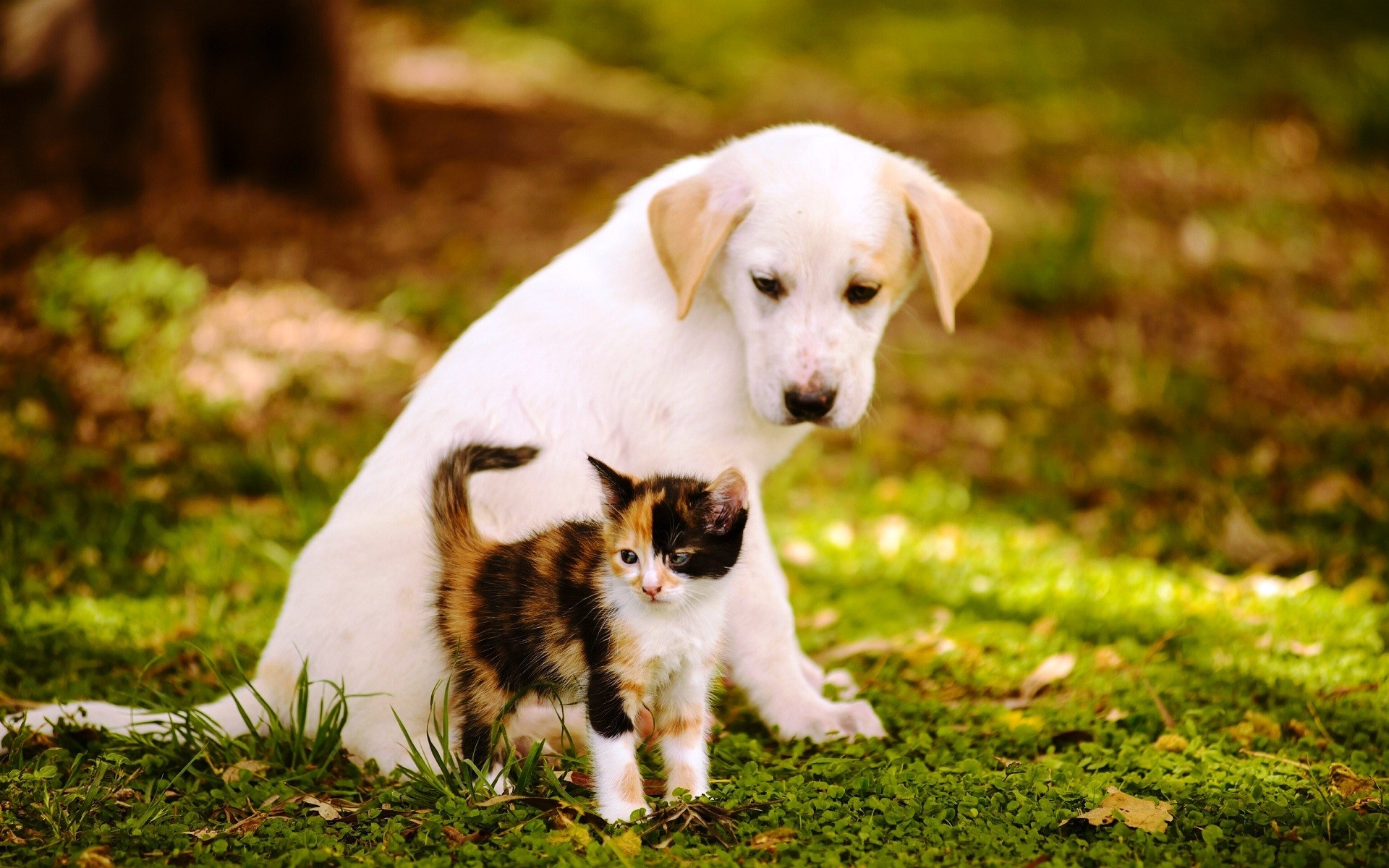 fond d'écran mignon chien et chat,chien,chiot,chien de compagnie,herbe,groupe sportif