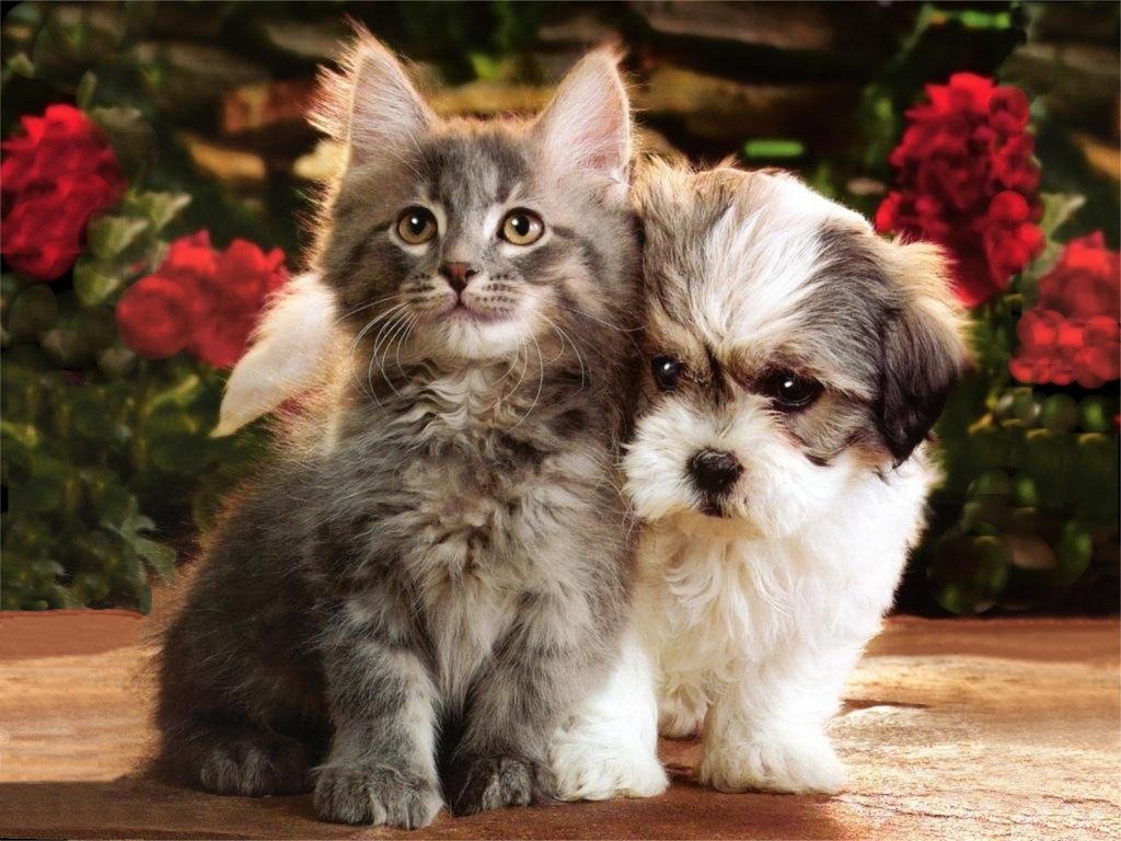 cute dog and cat wallpaper,mammal,vertebrate,dog breed,maltepoo,puppy