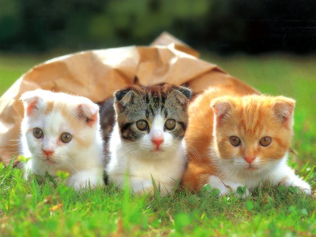 かわいい犬と猫の壁紙,ネコ,中型から中型の猫,ネコ科,ひげ,子猫