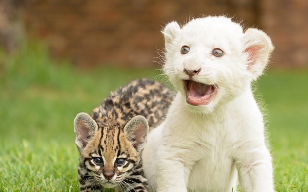 かわいい犬と猫の壁紙,ネコ科,陸生動物,野生動物,ひげ,ベンガルトラ