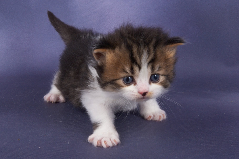 baby kitten wallpapers,cat,mammal,vertebrate,small to medium sized cats,felidae