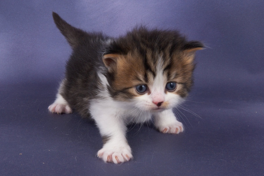 baby kätzchen tapeten,katze,kleine bis mittelgroße katzen,felidae,kätzchen,schnurrhaare