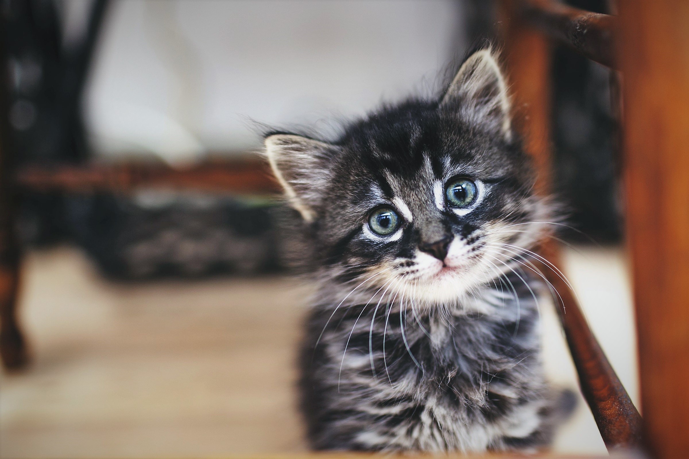 fonds d'écran bébé chaton,chat,chats de petite à moyenne taille,moustaches,félidés,chaton