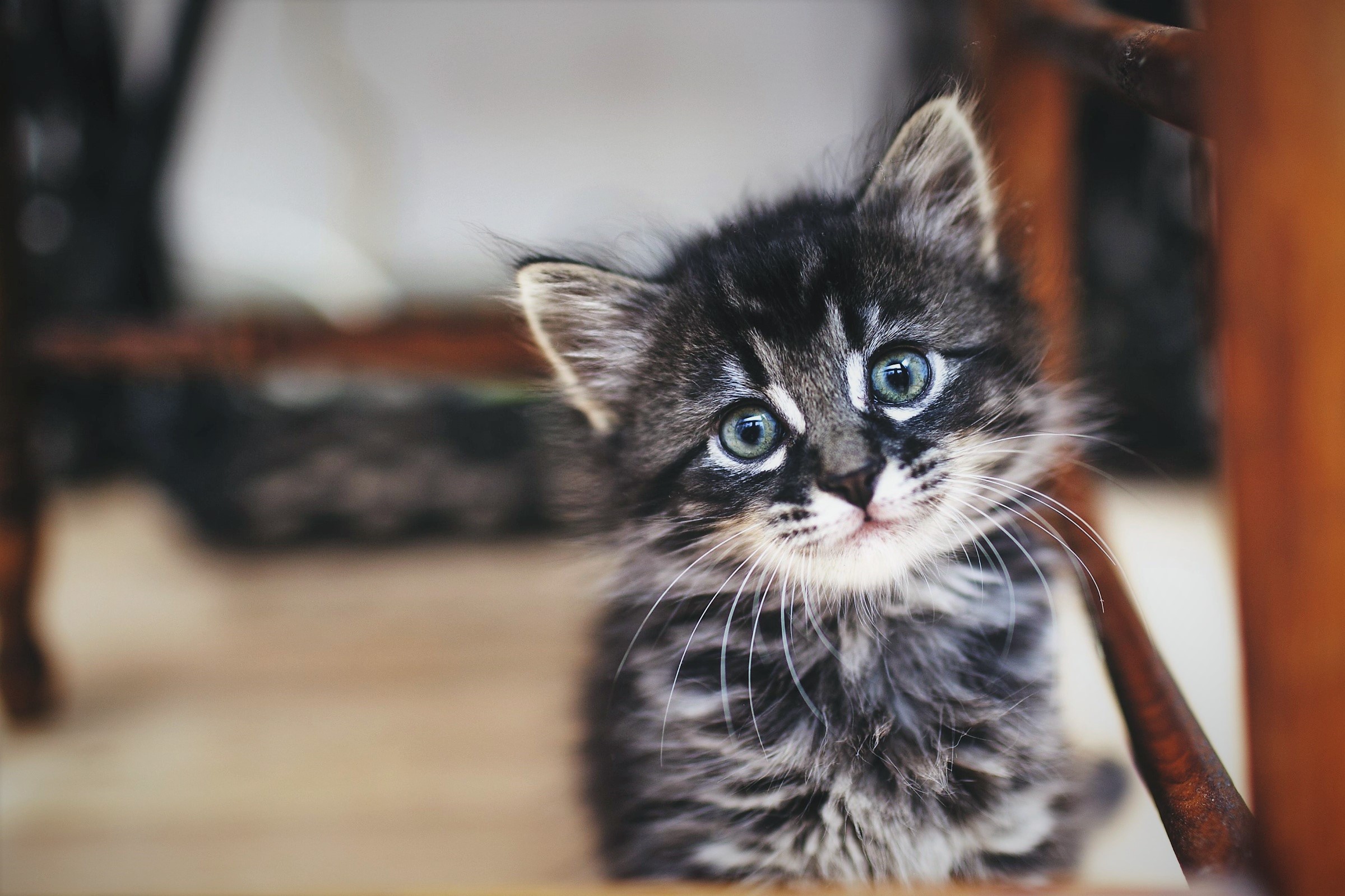 sfondi gattino bambino,gatto,gatti di piccola e media taglia,barba,felidae,gattino