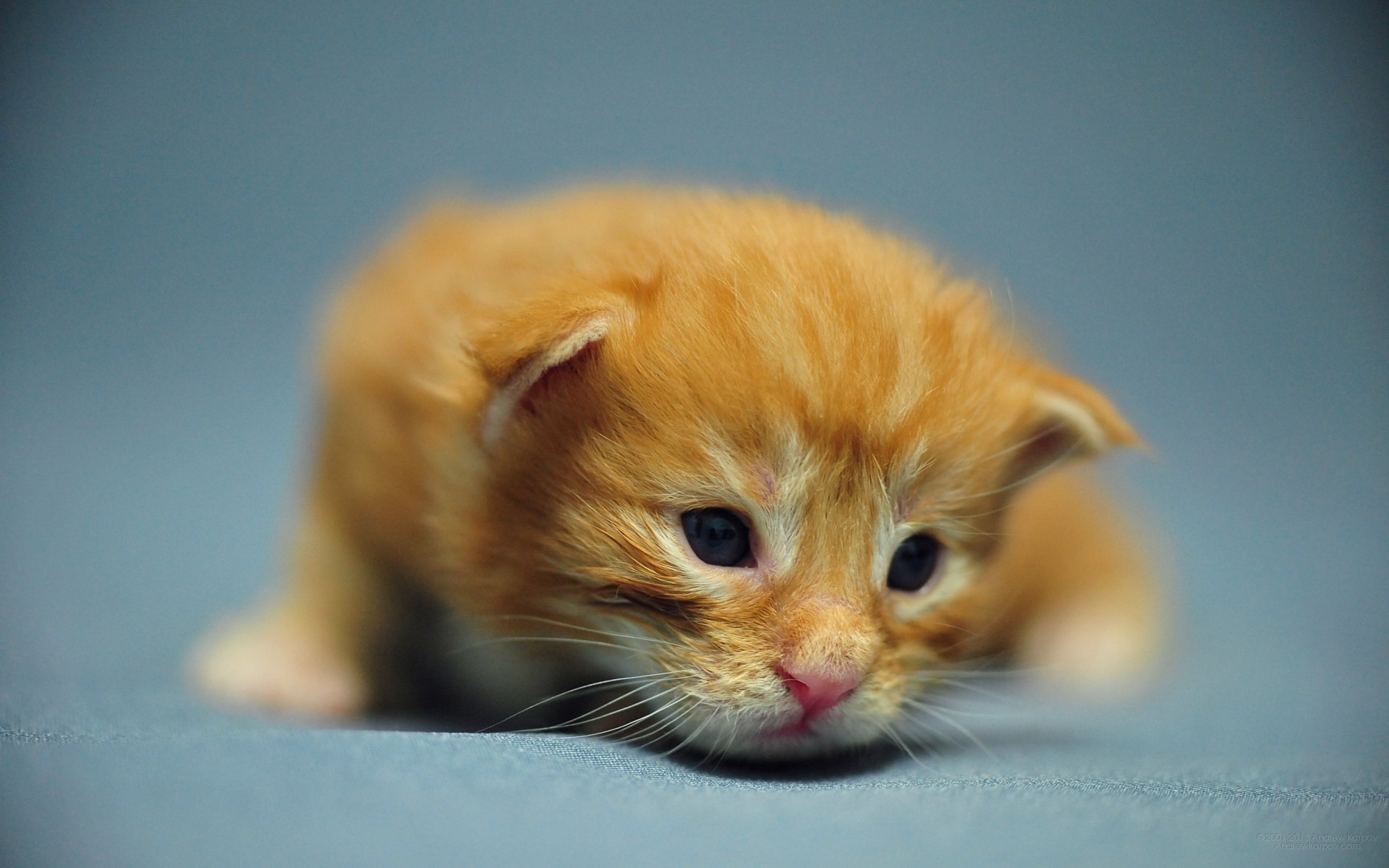 baby kätzchen tapeten,katze,kleine bis mittelgroße katzen,felidae,schnurrhaare,kätzchen