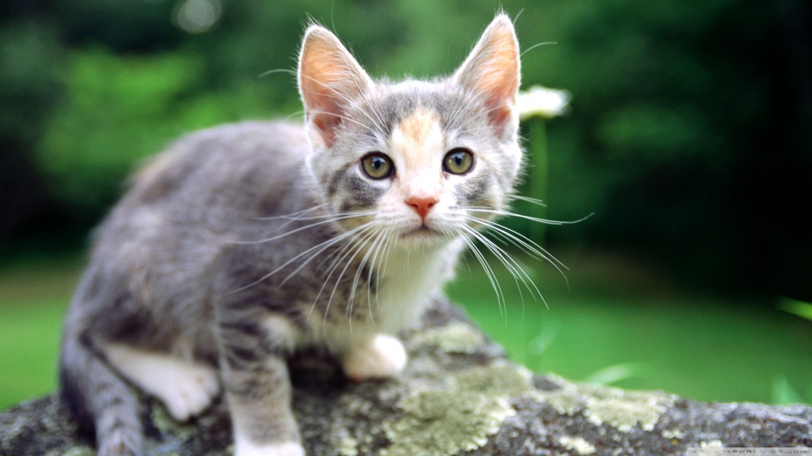 sfondi gattino bambino,gatto,gatti di piccola e media taglia,barba,felidae,gattino