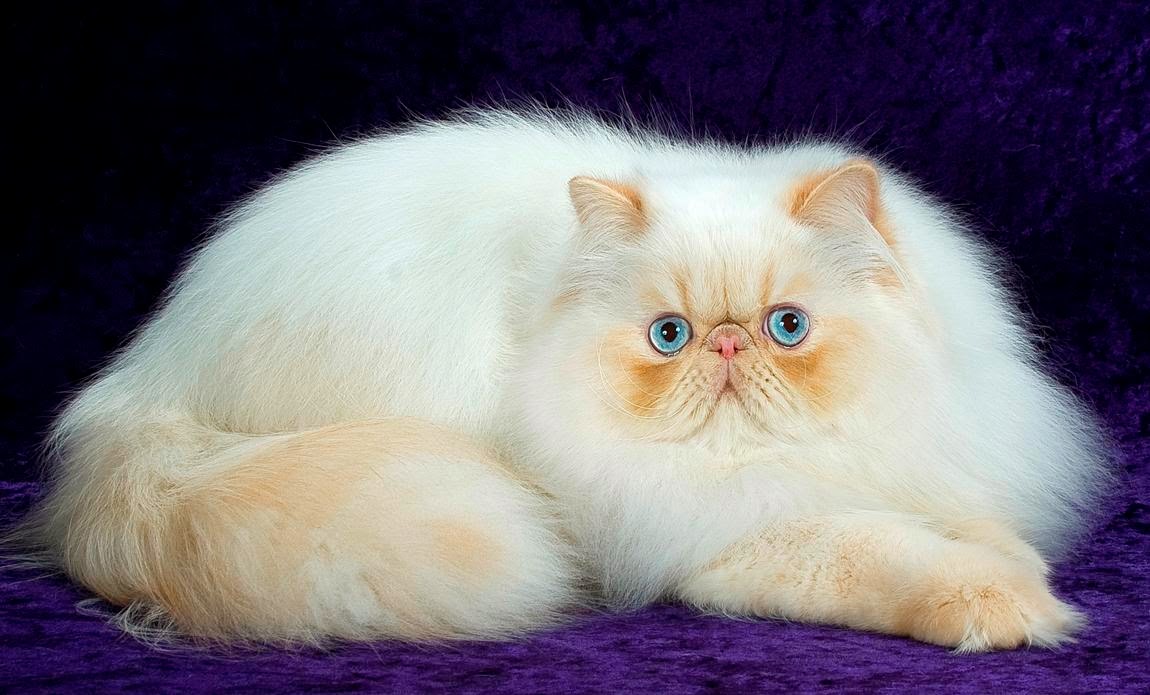 gato persa fondo de pantalla,gato,gatos pequeños a medianos,felidae,bigotes,persa