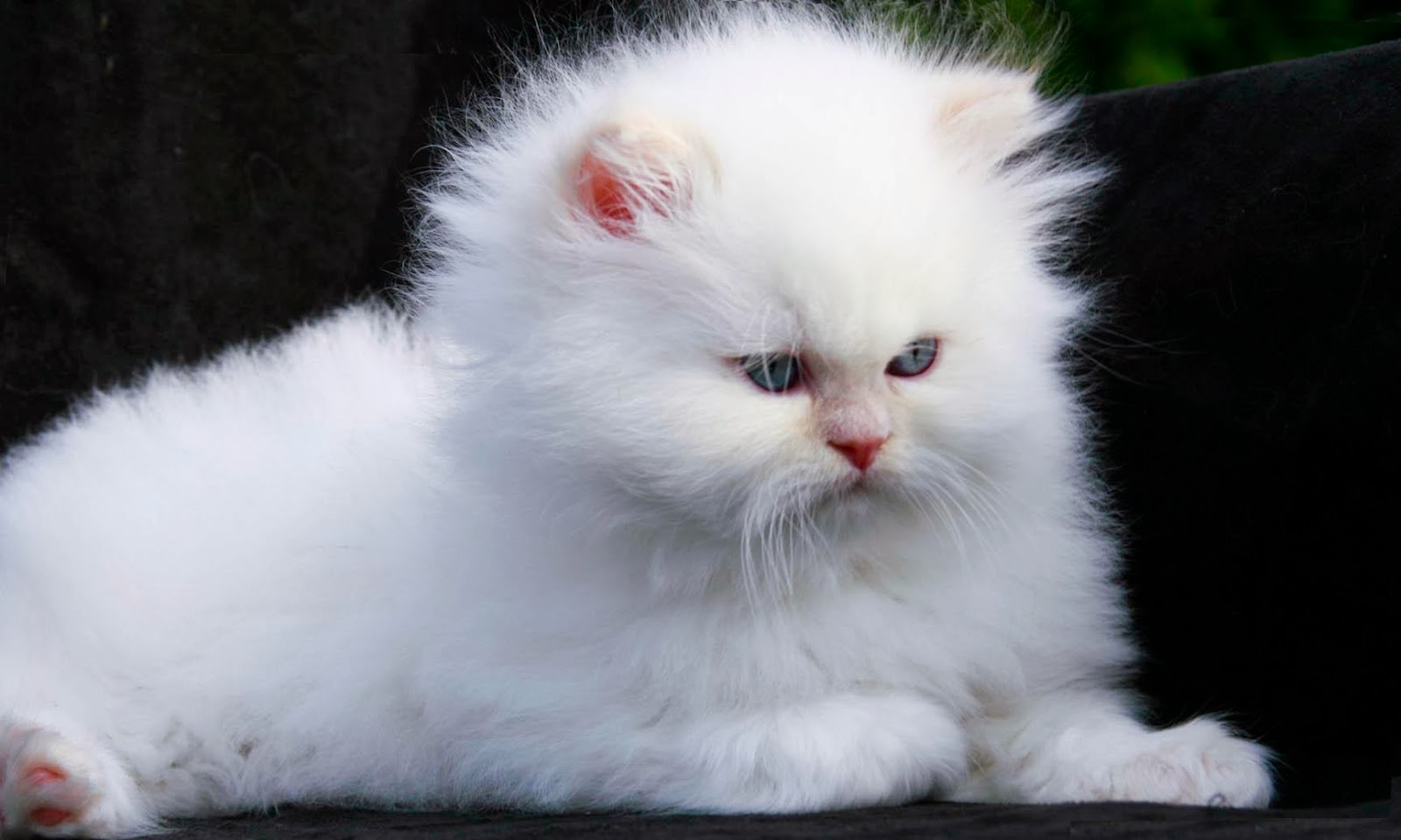 carta da parati gatto persiano,gatto,gatti di piccola e media taglia,felidae,barba,persiano