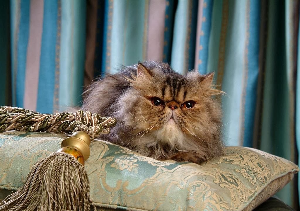carta da parati gatto persiano,gatto,gatti di piccola e media taglia,felidae,barba,persiano
