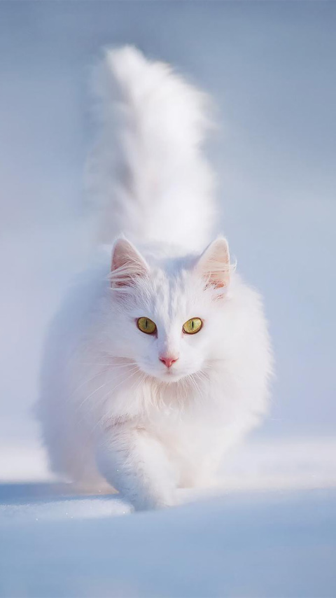 ペルシャ猫の壁紙,ネコ,中型から中型の猫,ネコ科,白い,ひげ