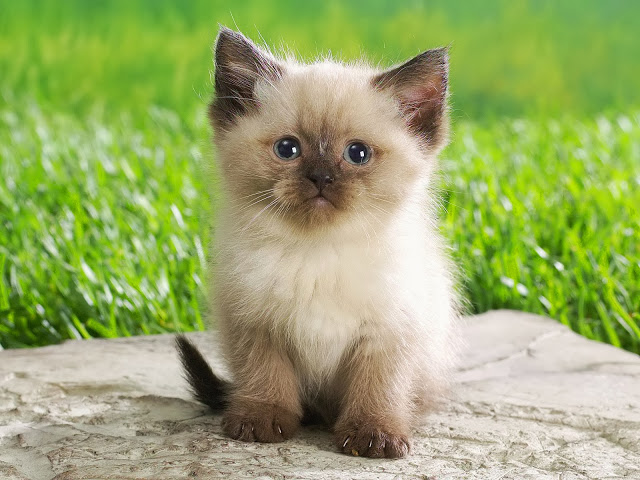 carta da parati gatto persiano,gatto,gatti di piccola e media taglia,felidae,barba,gattino