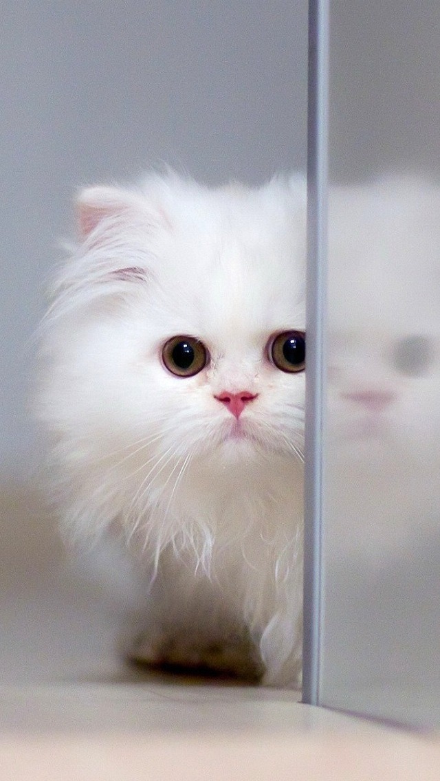 fond d'écran chat persan,chat,chats de petite à moyenne taille,félidés,moustaches,persan