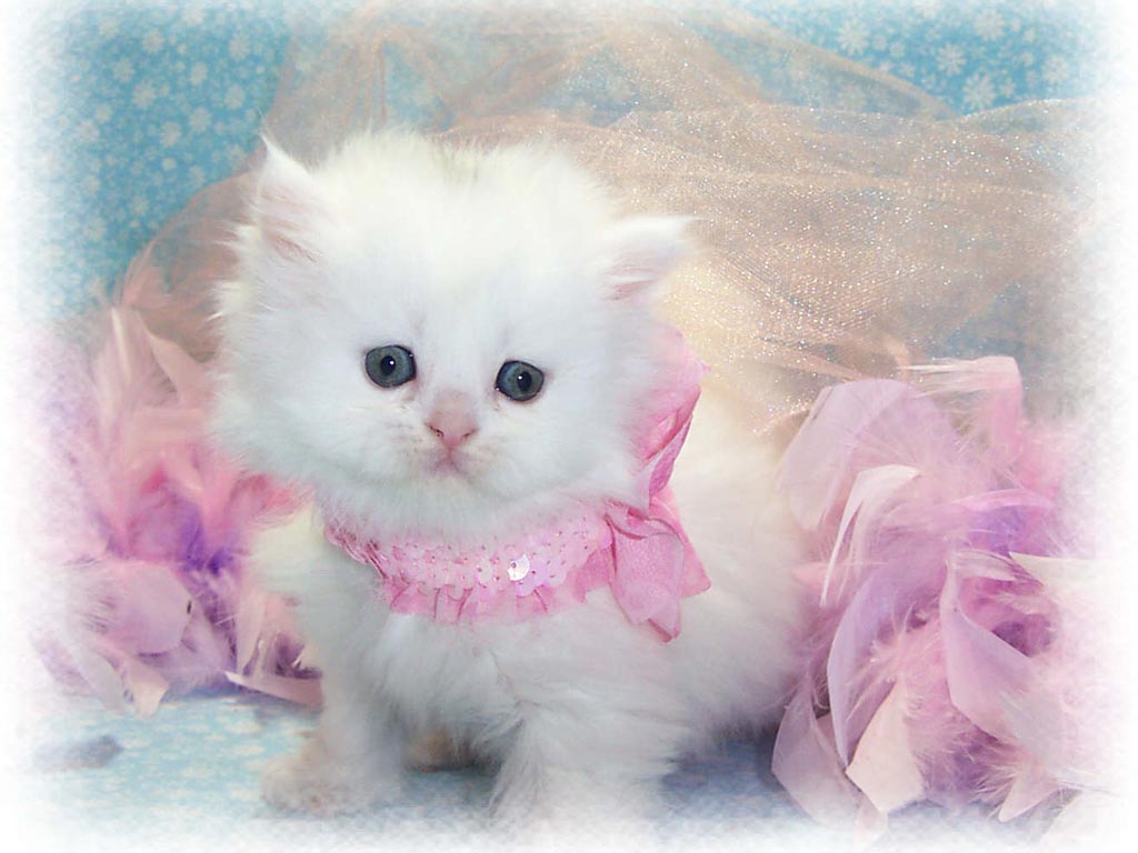 ペルシャ猫の壁紙,ネコ,中型から中型の猫,ネコ科,子猫,ピンク