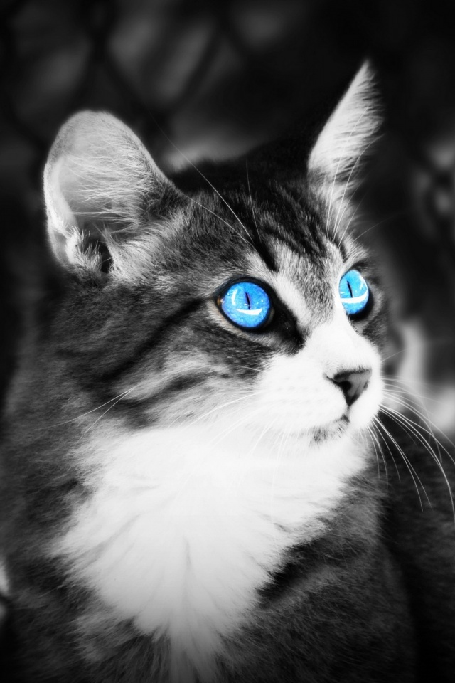 fondo de pantalla de lindo gato para móvil,gato,gatos pequeños a medianos,bigotes,felidae,en blanco y negro