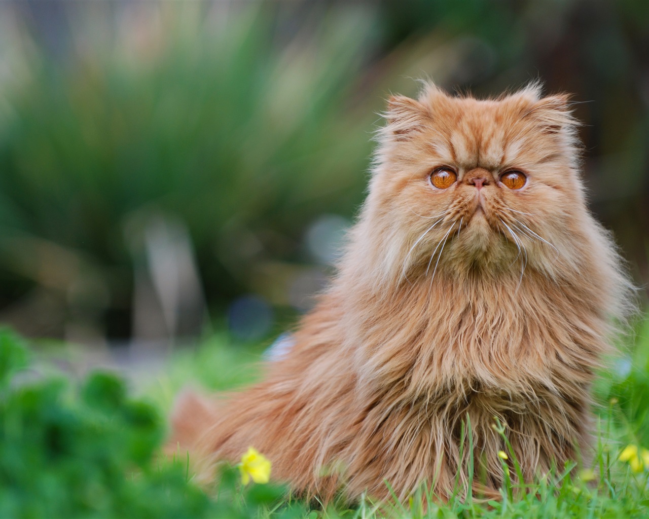 페르시아 고양이 벽지,고양이,felidae,중소형 고양이,페르시아 인,구레나룻