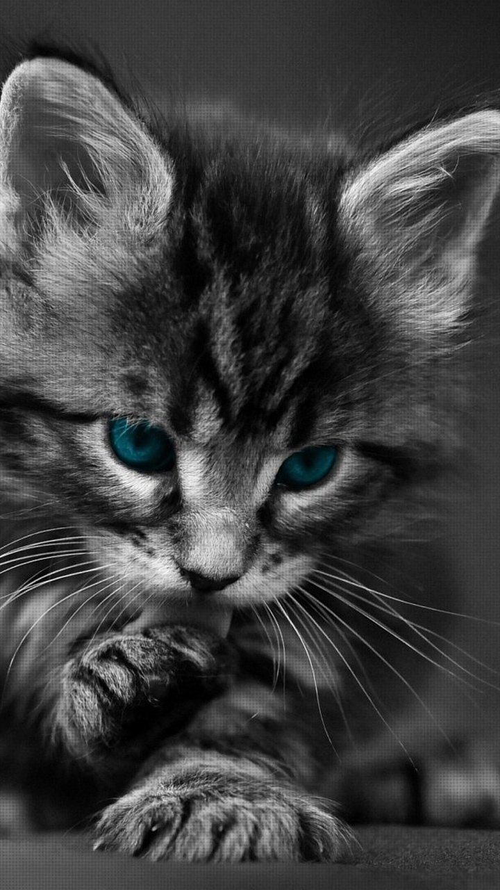 süße katze wallpaper für handy,katze,schnurrhaare,kleine bis mittelgroße katzen,felidae,schwarz und weiß