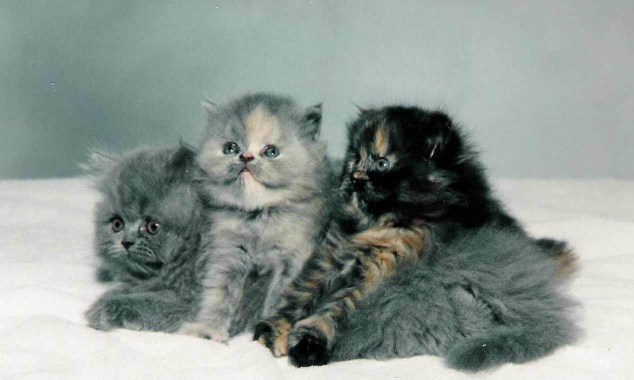페르시아 고양이 벽지,고양이,중소형 고양이,felidae,영국 상아탑에 틀어 박힌,고양이 새끼