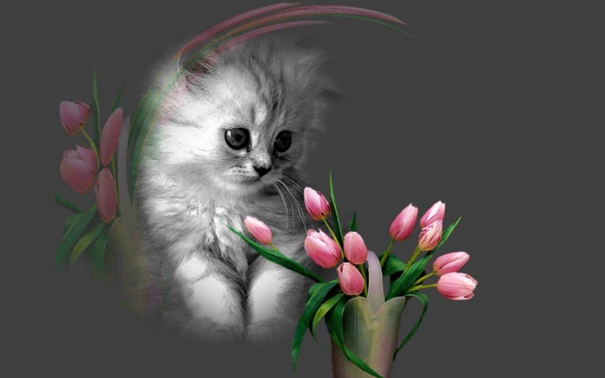 cute cat wallpaper for mobile,cat,felidae,small to medium sized cats,whiskers,kitten