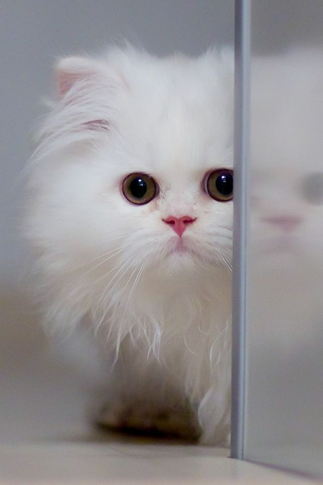 fondo de pantalla de lindo gato para móvil,gato,gatos pequeños a medianos,felidae,bigotes,persa