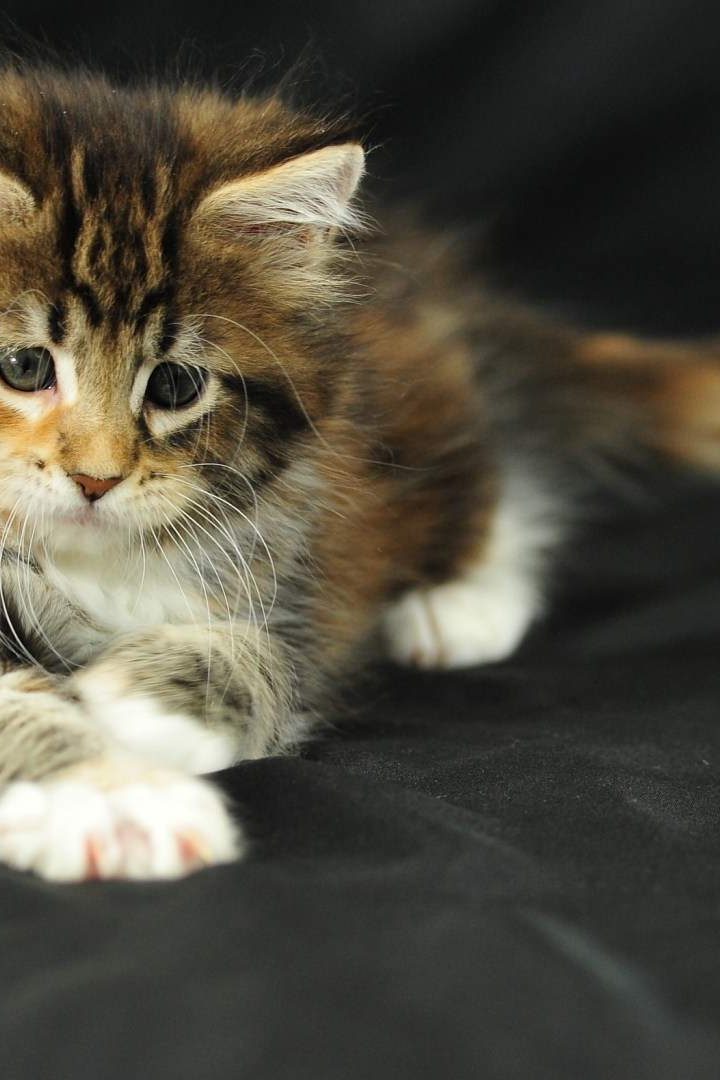 모바일 귀여운 고양이 벽지,고양이,중소형 고양이,felidae,구레나룻,고양이 새끼