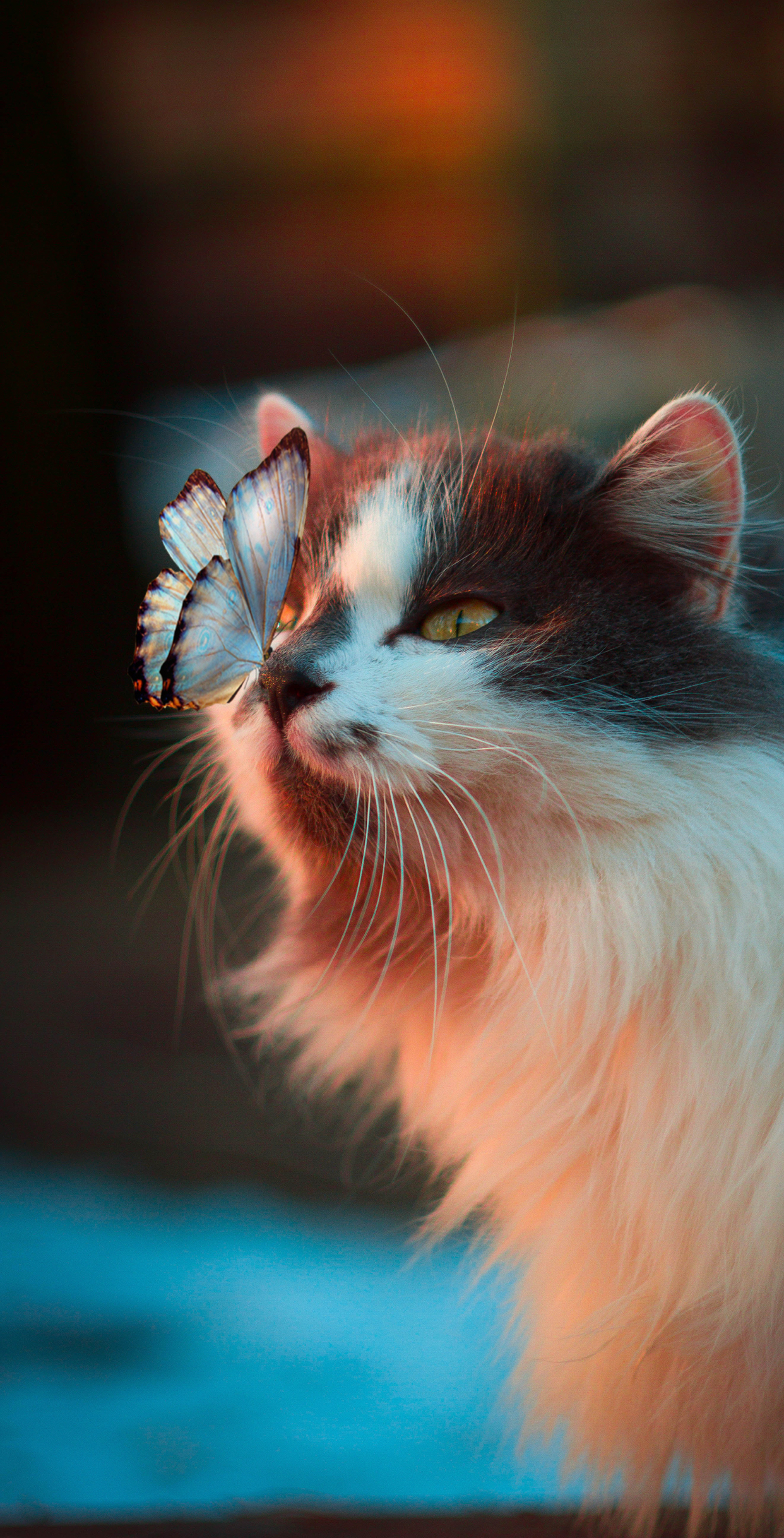 fond d'écran de chat mignon pour mobile,chat,moustaches,chats de petite à moyenne taille,félidés,chaton