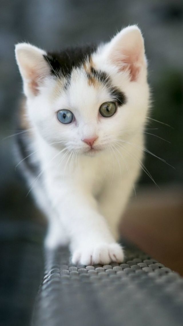 모바일 귀여운 고양이 벽지,고양이,중소형 고양이,구레나룻,felidae,에게 고양이