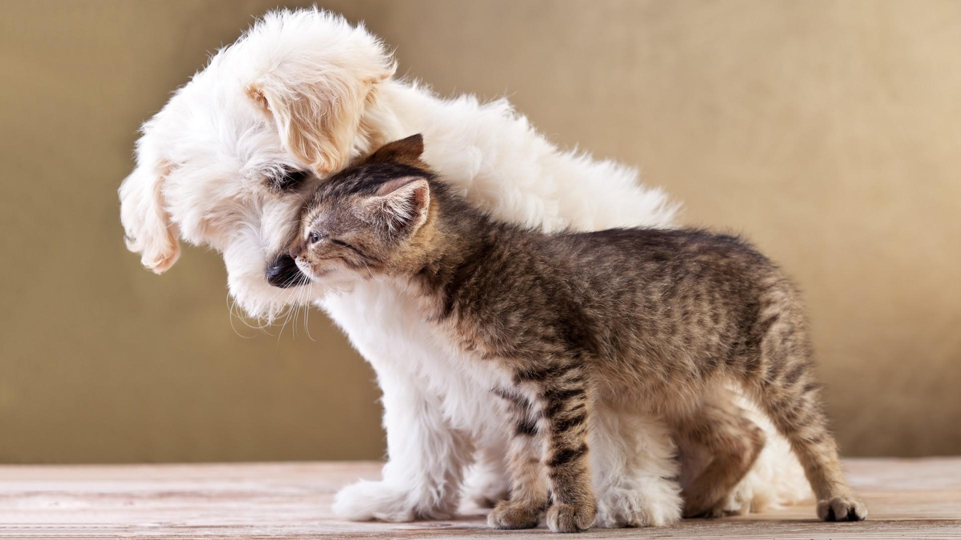 fond d'écran d'amour de chat,chat,félidés,chats de petite à moyenne taille,chaton,chien