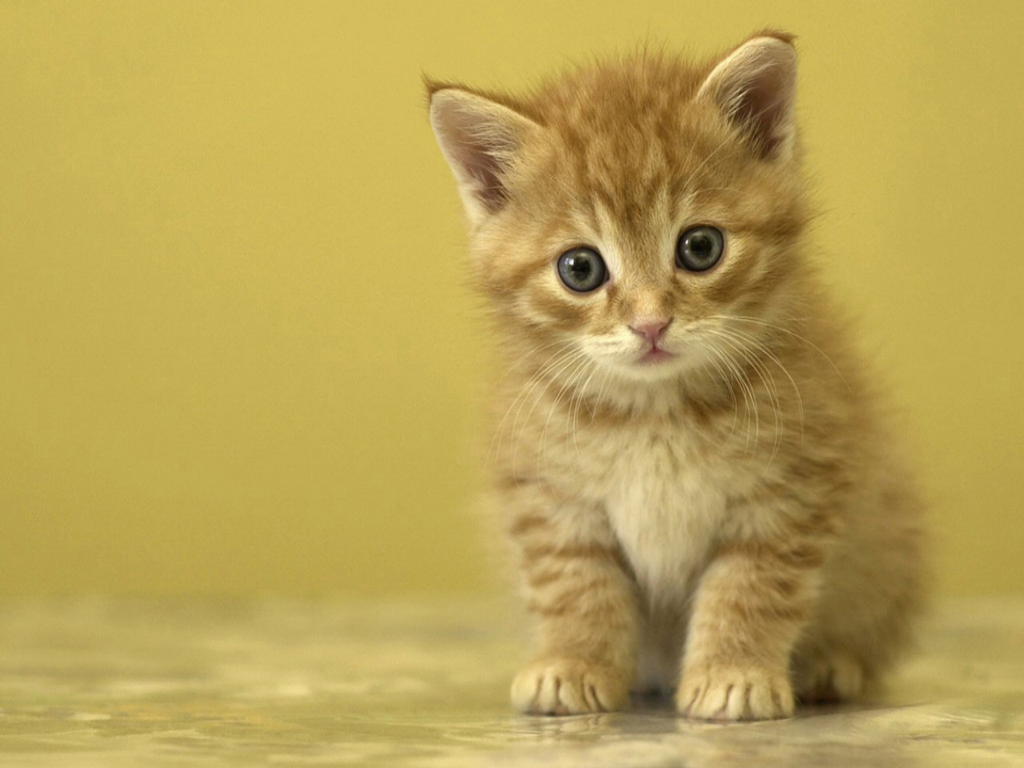 sfondo di gatti e gattini,gatto,gatti di piccola e media taglia,barba,felidae,gattino