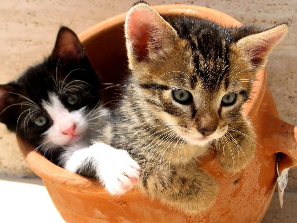 fondo de pantalla de gatos y gatitos,gato,gatos pequeños a medianos,felidae,bigotes,pelo corto europeo