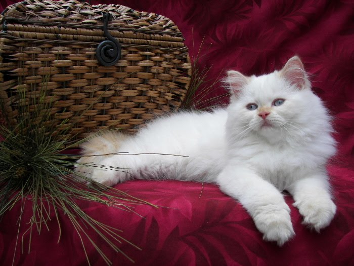 fond d'écran de chats et chatons,chat,chats de petite à moyenne taille,félidés,moustaches,persan