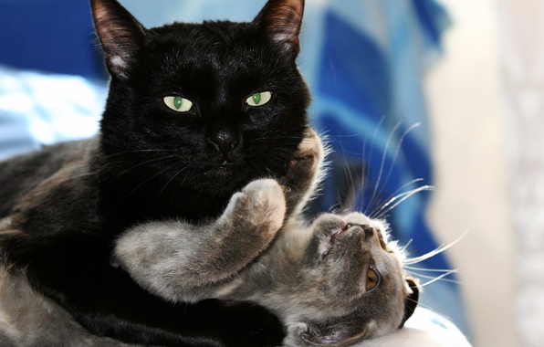 fond d'écran d'amour de chat,chat,chats de petite à moyenne taille,félidés,chat noir,moustaches