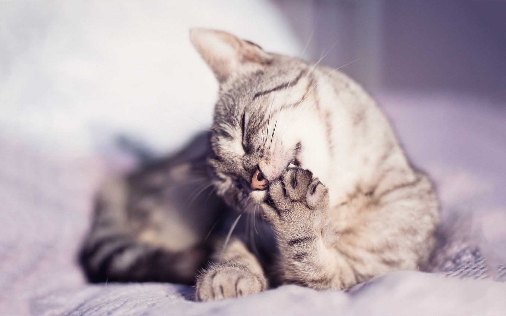 고양이 발 벽지,고양이,구레나룻,felidae,중소형 고양이,주둥이