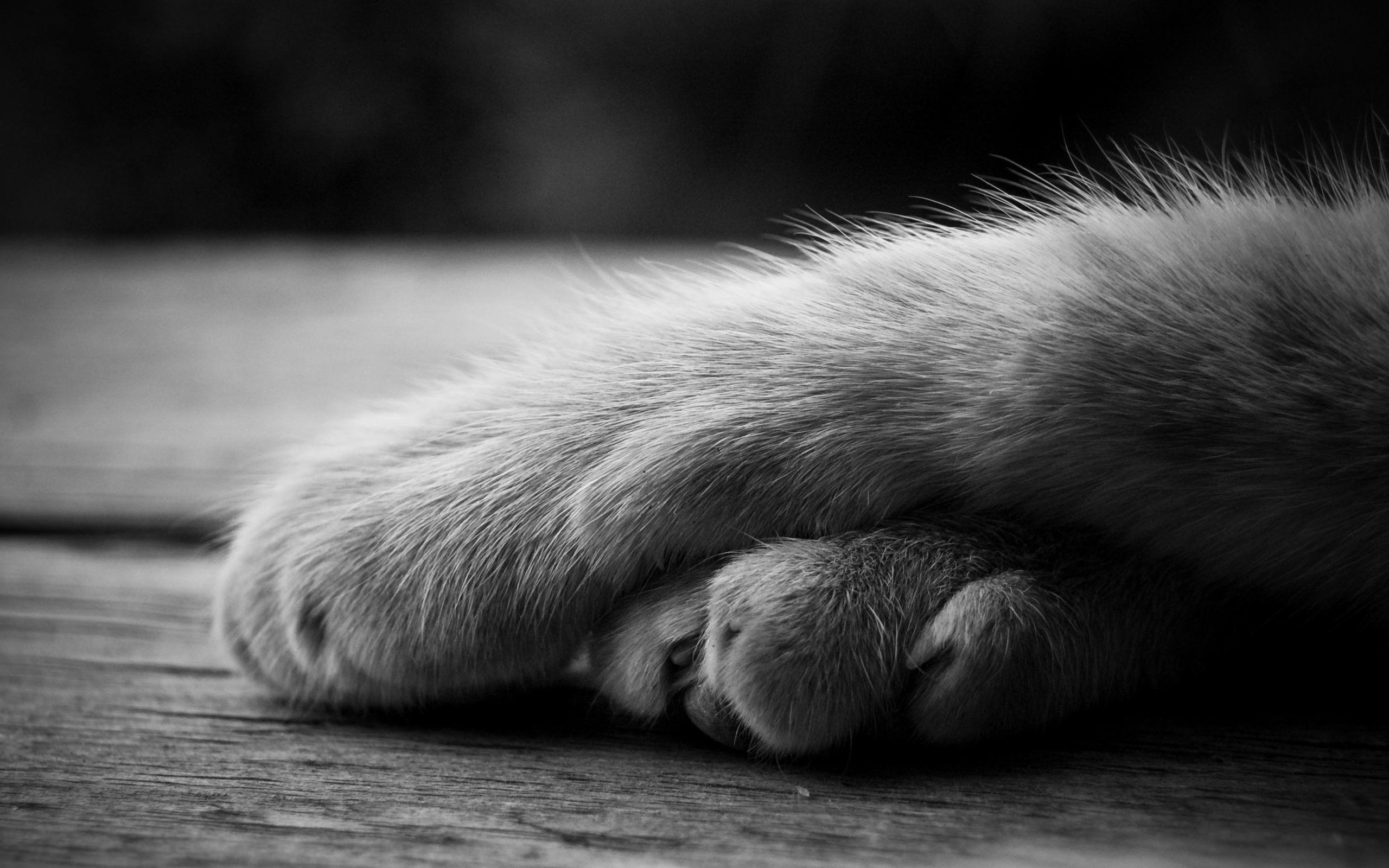 fondos de pantalla de patas de gato,pata,en blanco y negro,garra,gato,hocico