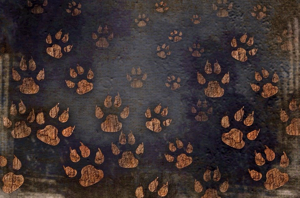 cat paws wallpaper,brown,textile,pattern