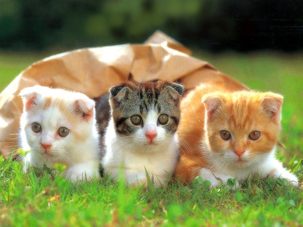 面白い子猫の壁紙,ネコ,中型から中型の猫,ネコ科,ひげ,子猫