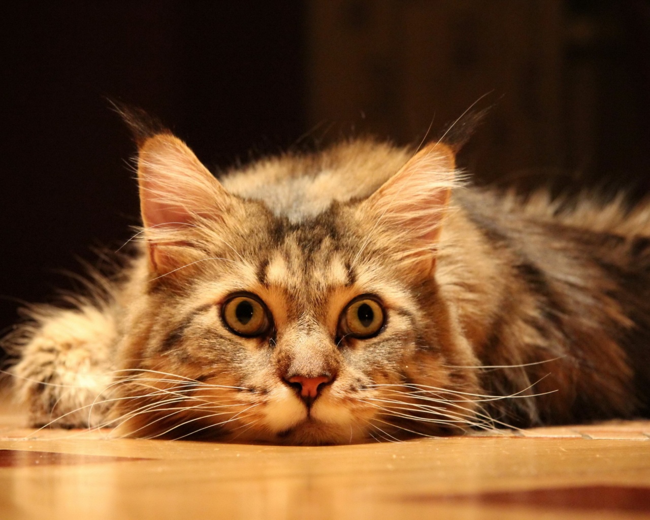 fond d'écran drôle de chaton,chat,chats de petite à moyenne taille,moustaches,félidés,chat tigré