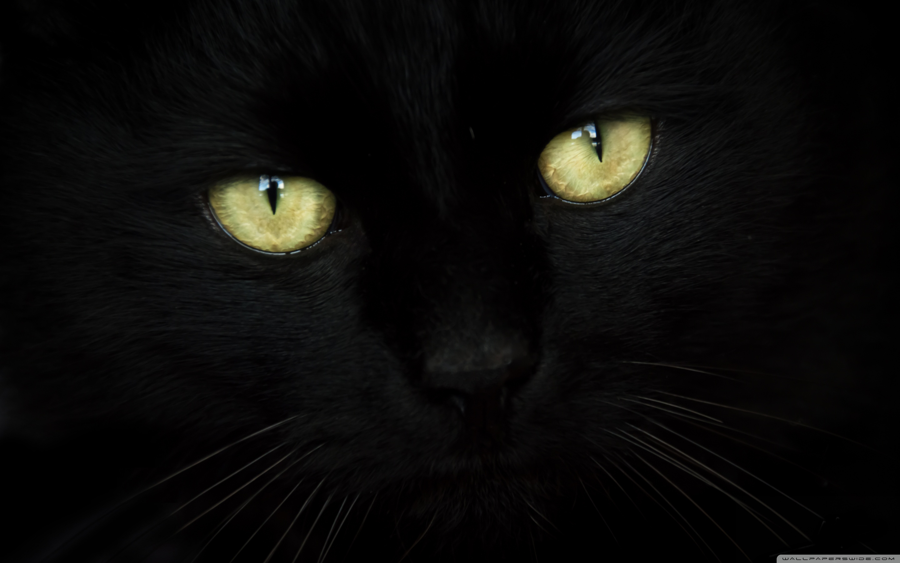 暗い猫の壁紙 ネコ 黒猫 中型から中型の猫 ひげ 黒 Wallpaperuse 暗い猫の壁紙 ネコ 黒猫 中型から中型の猫 ひげ 黒 Wallpaperuse