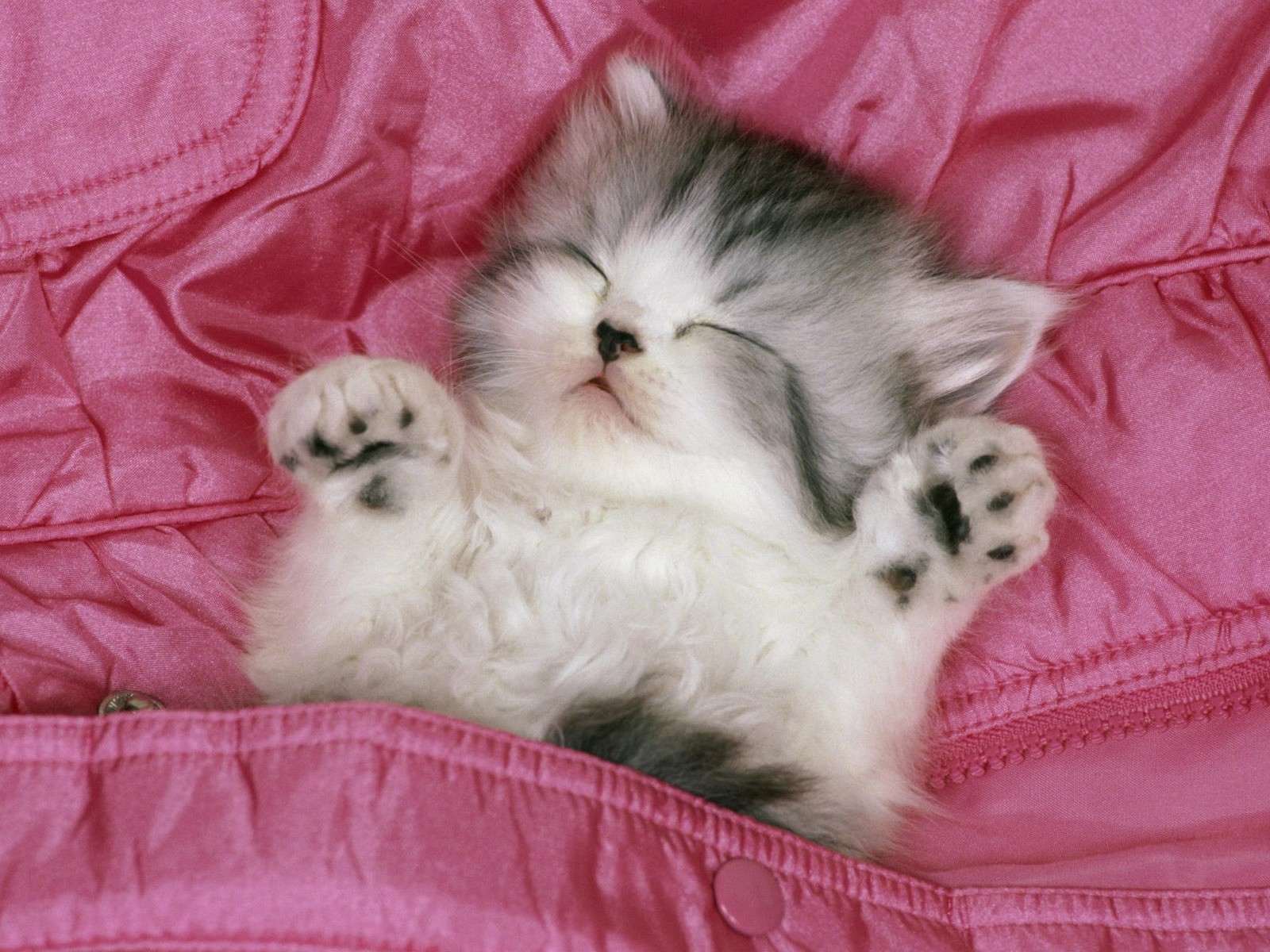 papel pintado rosado del gato,gato,gatos pequeños a medianos,felidae,gatito,persa